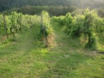 Weingut Buschenschank Krautgasser - Leibnitz