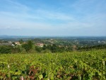 Ausblick - Weingut Langmann vlg. Lex - St.Stefan/Stainz