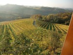 Herbstlicher Ausblick in die Weingärten - Weinhof Nekrep - Gamlitz