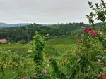 Aussicht - Weinhof Prettner - Ehrenhausen