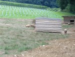 Weingut Buschenschank Trummer - Freigehege, dahinter ein neu angelegter ... - Weingut Buschenschank Trummer - St. Veit in der Südsteiermark