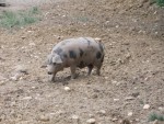 Weingut Buschenschank Trummer - Turopoljeschwein im Freigehege - Weingut Buschenschank Trummer - St. Veit in der Südsteiermark