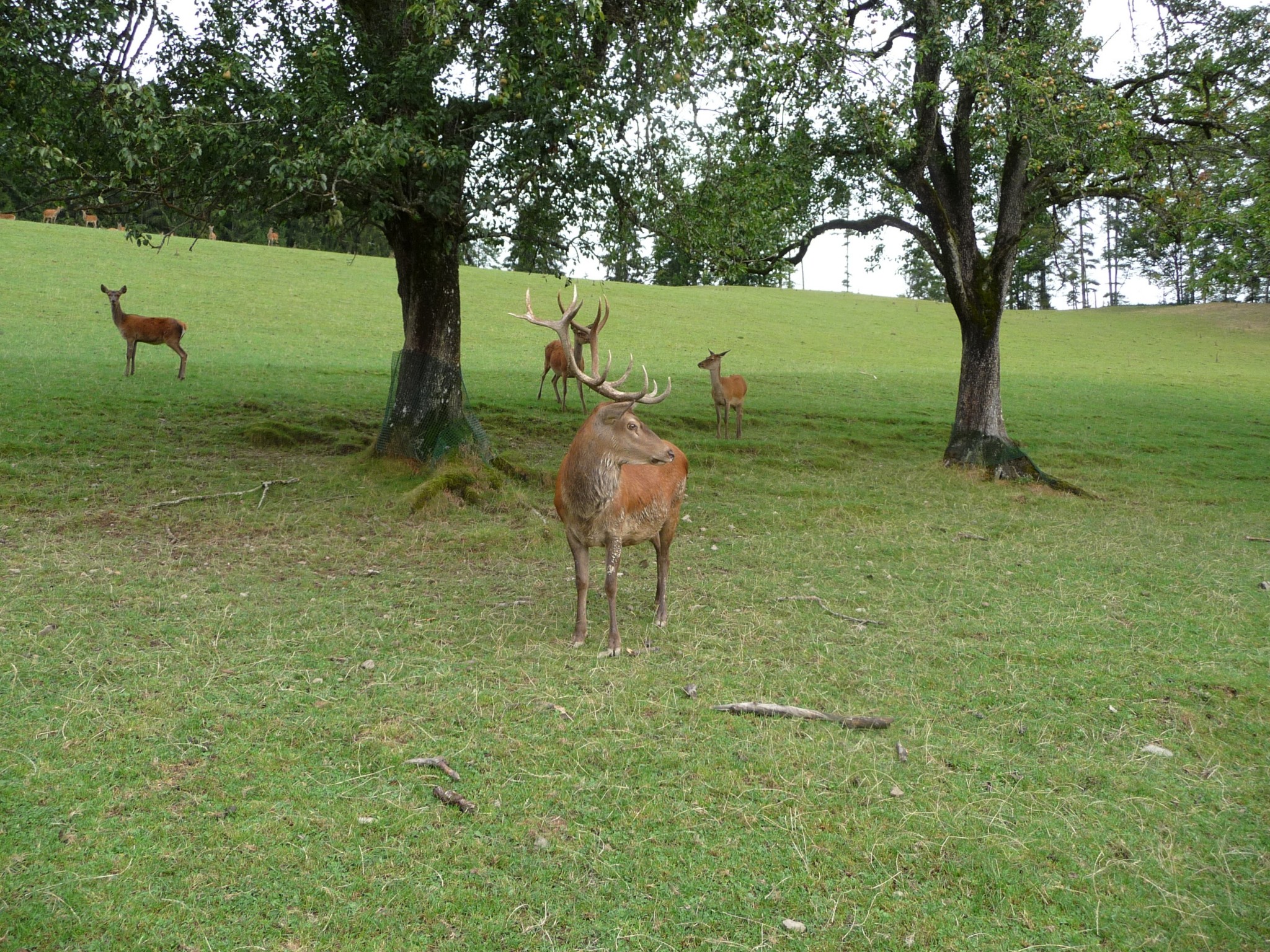 Hirschgatter - Druckerhof - Unterach am Attersee