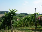 Weingut Buschenschank Kögl - Ratsch an der Weinstraße