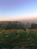 Wieninger am Nussberg - Mitten im Paradies - Wieninger am Nußberg - Wien