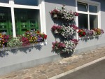 Weingut Buschenschank Grabin - Blumenschmuck - Weingut Buschenschank Grabin - Labuttendorf