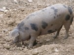 Weingut Buschenschank Trummer - Turopoljeschwein im Freigehege - Weingut Buschenschank Trummer - St. Veit in der Südsteiermark