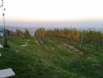 Wieninger am Nussberg - Blick vom Gastgarten in die Rieden - Wieninger am Nußberg - Wien